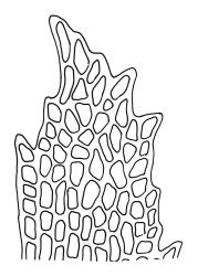 Dicranella vaginata, leaf apex. Drawn from A.J. Fife 6024b, CHR 405664.
 Image: R.C. Wagstaff © Landcare Research 2018 